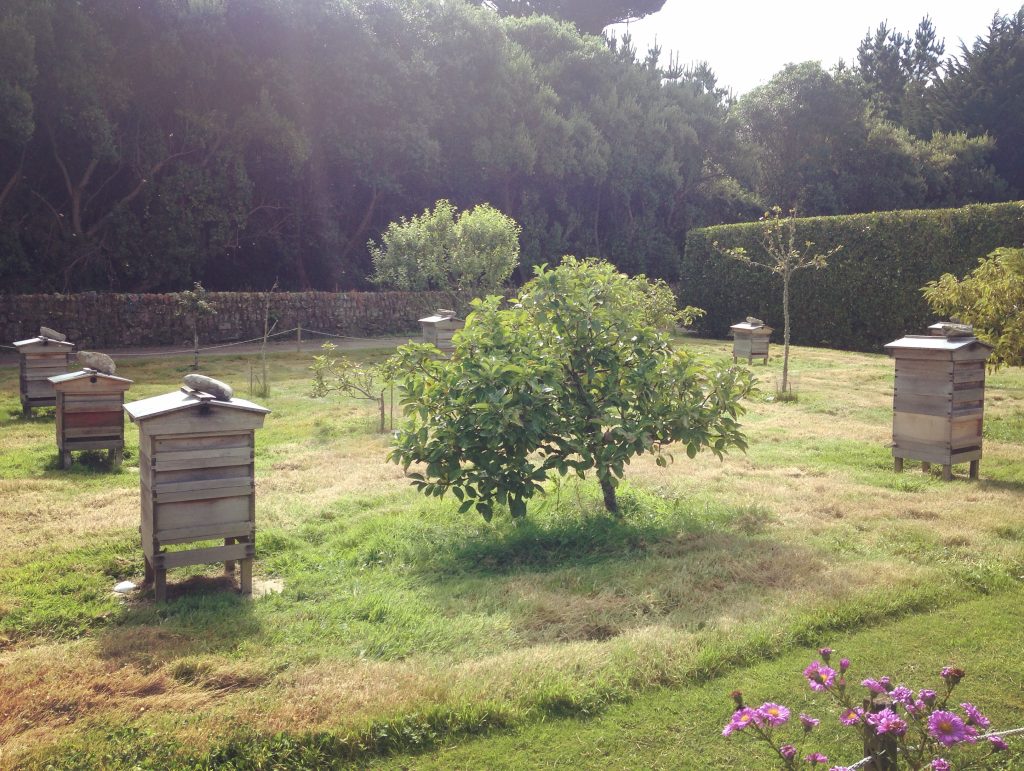 Apiary - beehives in an enclosed garden