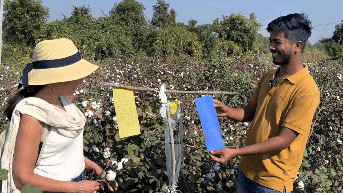 2 textile workers talking in a cotton field