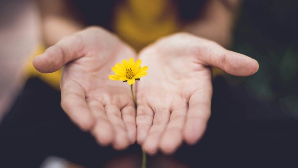Two hands holding a small yellow flower