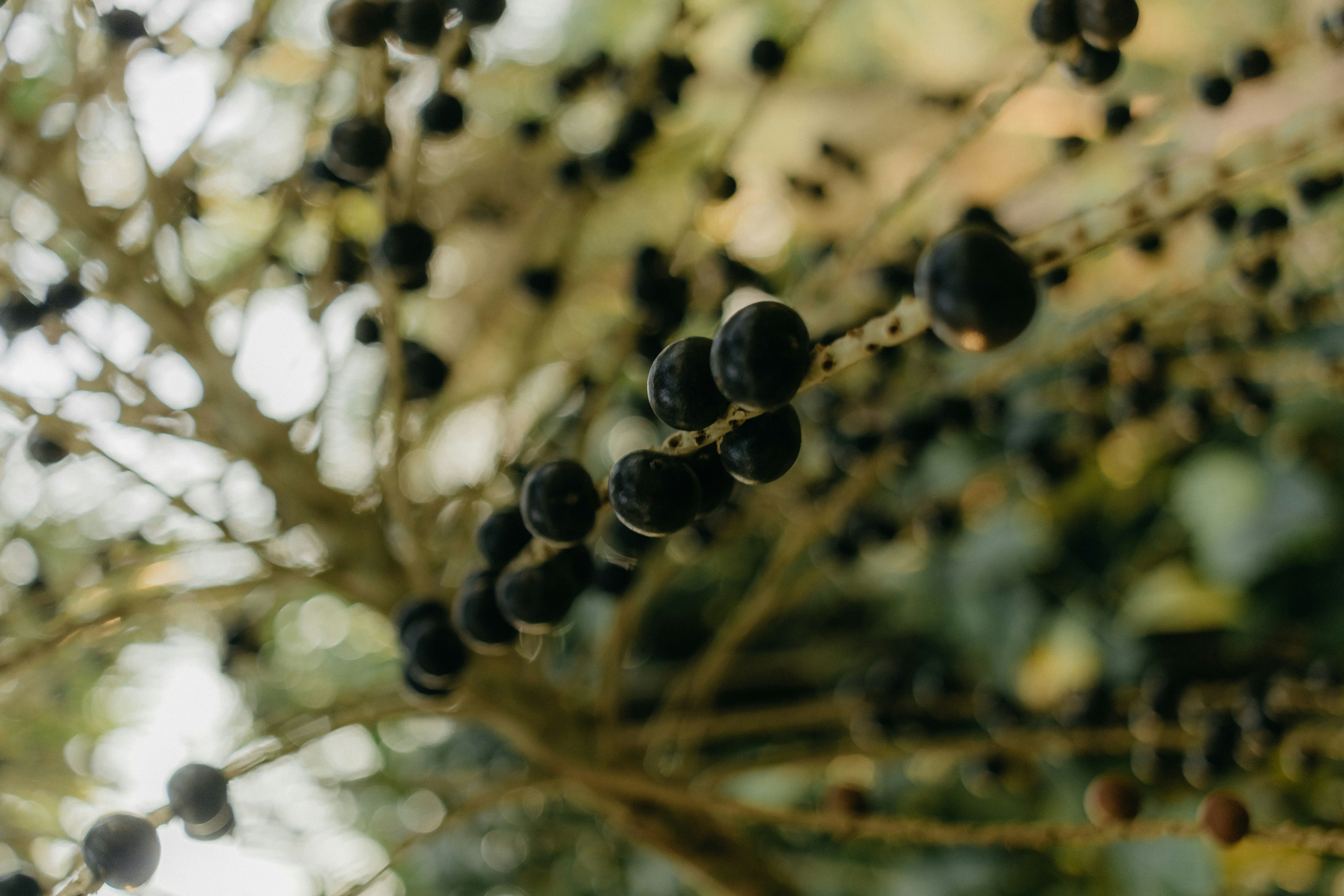 Acai berries hanging from tree