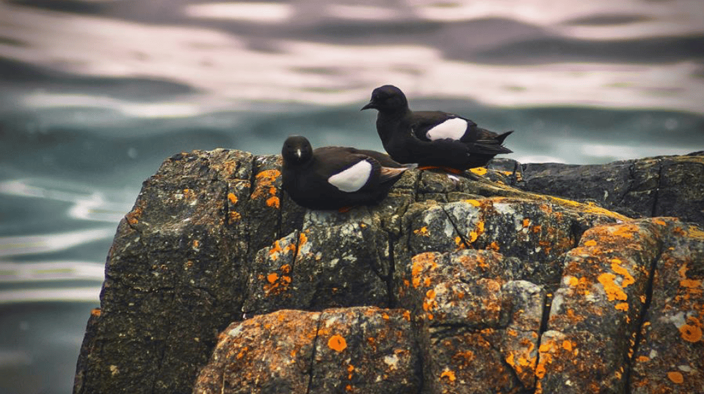 2 black guillemots
