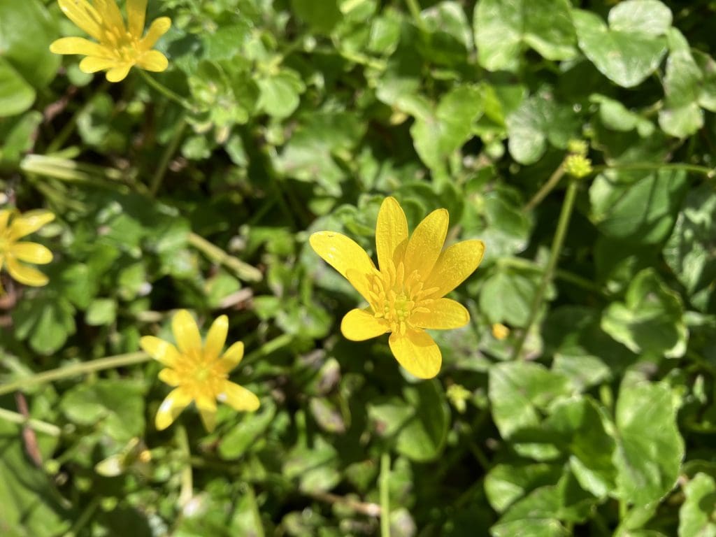 Seminar: Applying the Behaviour Change Wheel to Biodiversity Policy